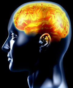 brain