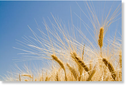 wheat