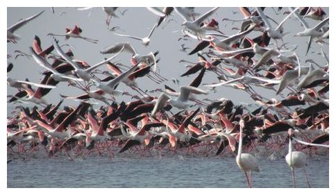 Click to enlarge Flamingos