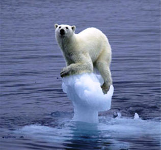 polar bear on ice