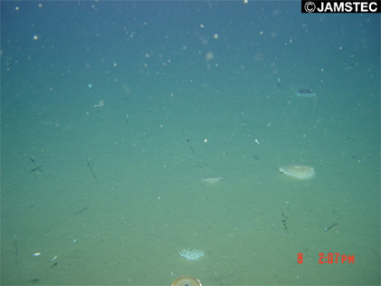 Click to enlarge Cracked Seafloor_1