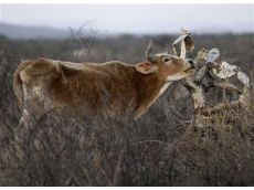  cow tries to eat from a dried out cactus