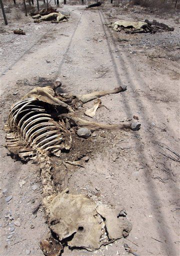 mains of dead animals