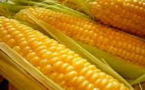 maize