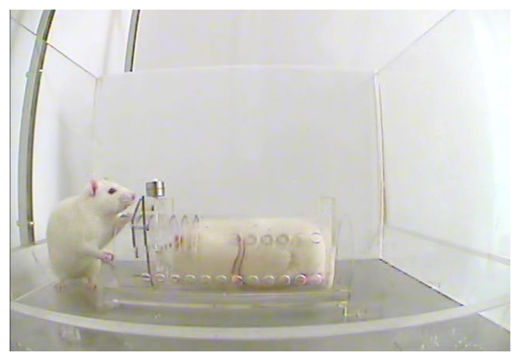 Trapped Rats