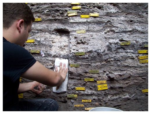 Ancient Bedding