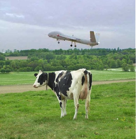 cow drone