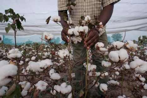 Transgenic Cotton Offers No Advantage -- Health & Wellness -- Sott.net