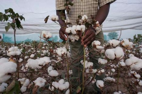 transgenic cotton monsanto