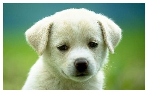 Puppy