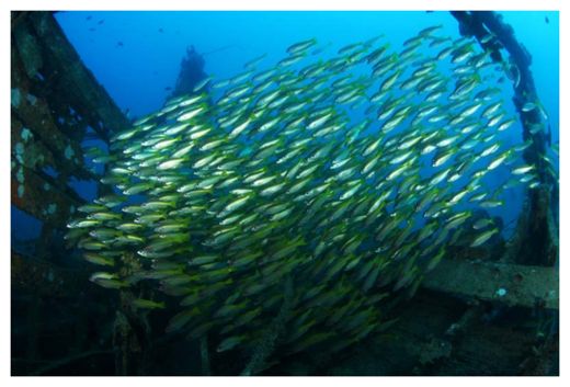 School of Fishes