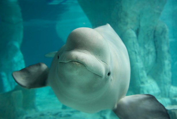 Beluga Whale