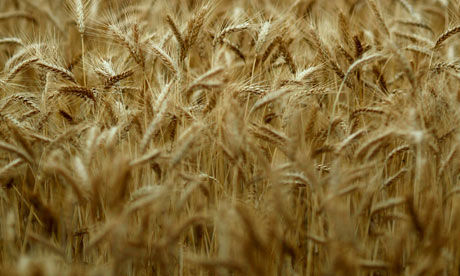 Wheat
