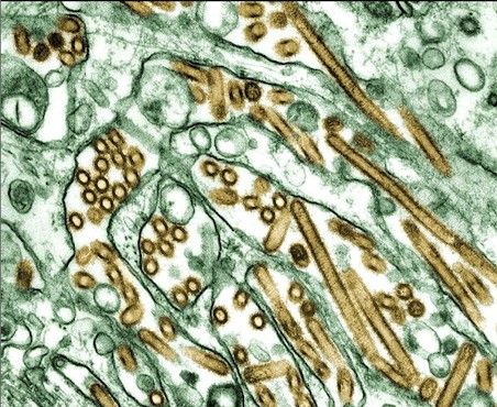flu virus