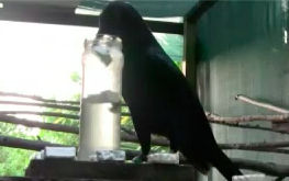 intelligent crows