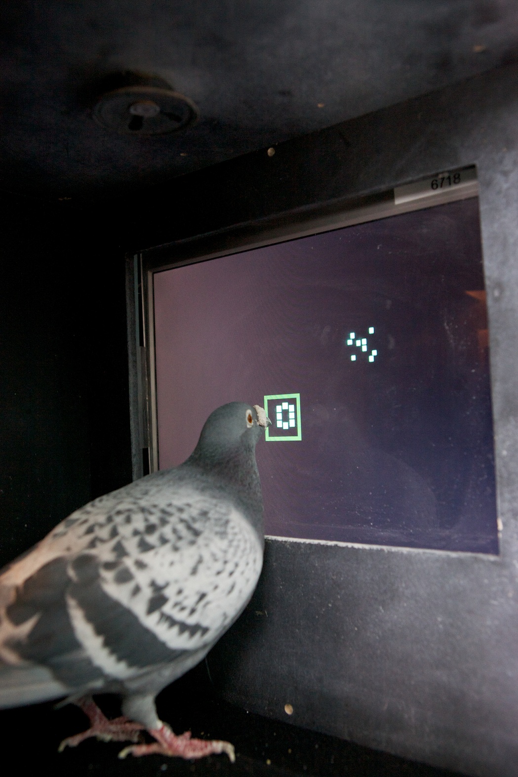 Smart Pigeon