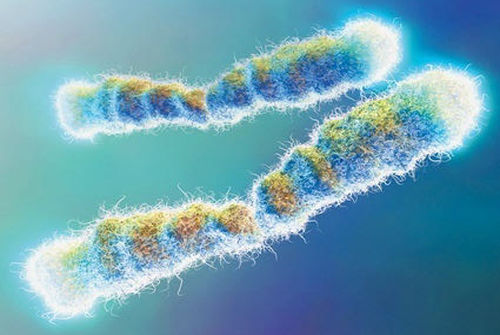 chromosome