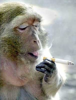 smoking monkey