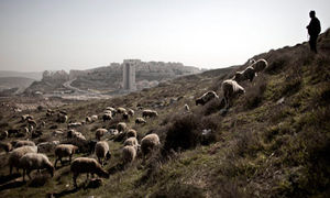 A Palestinian shepherd