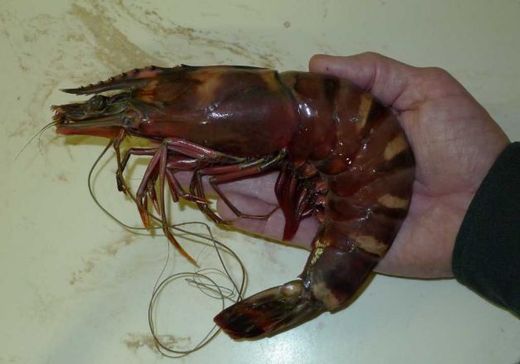 A tiger prawn