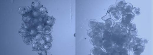 phototoxicity in Pacific herring embryos