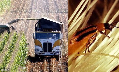 Click to enlarge genetically modified Bt corn