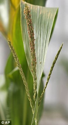 Click to enlarge Bt corn