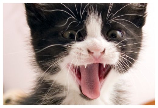 Kitten
