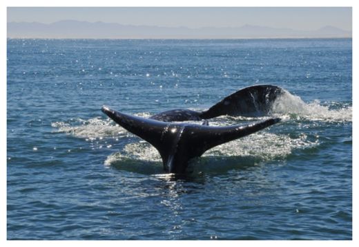Whales