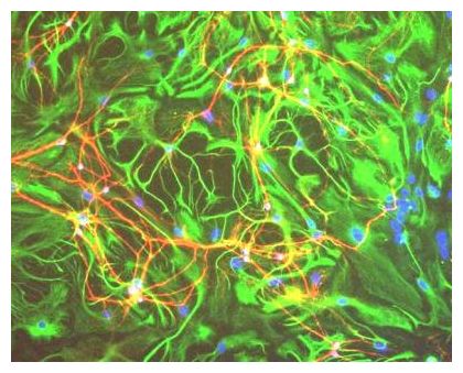 Glia Cells