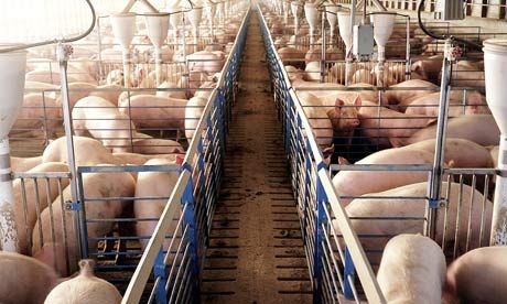 A pig farm in northern Missouri