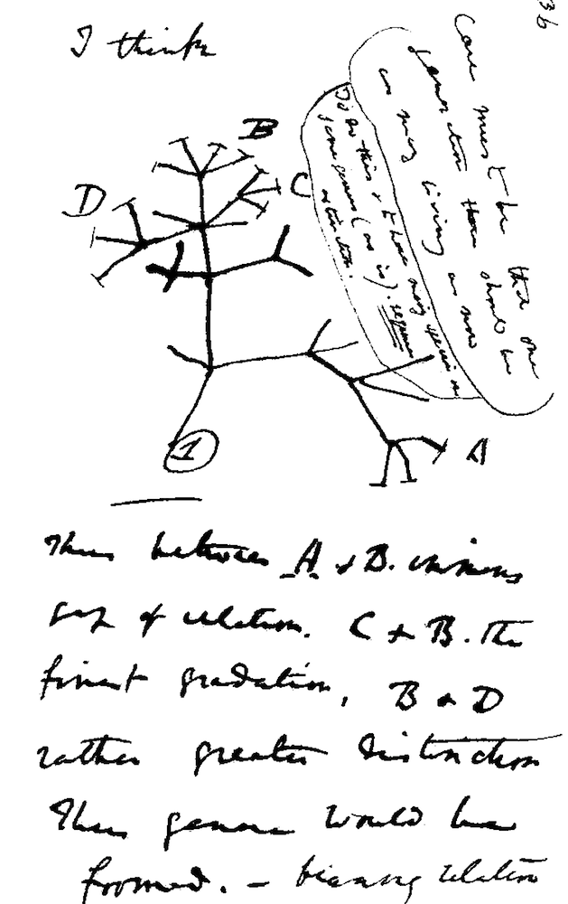 Click to enlarge Evolution