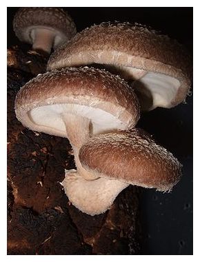 Click to enlarge Mushroom