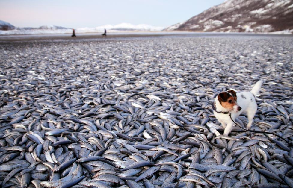 Click to enlarge Dead Fish