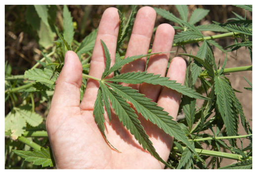 Click to enlarge Cannabis Leaf