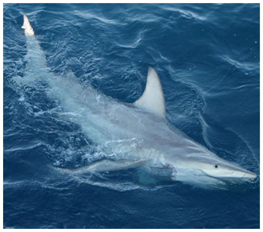 prince hybrid shark