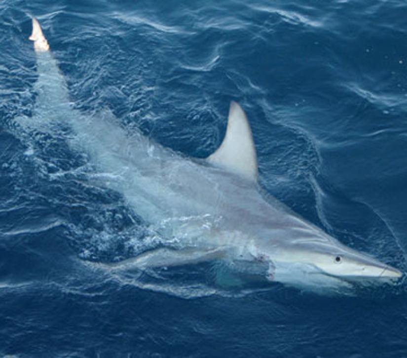 Hybrid Black Tip Shark