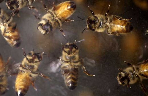 Bees zombies by parasite