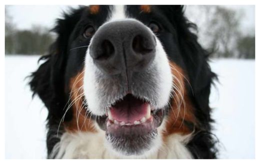 Click to enlarge Dog