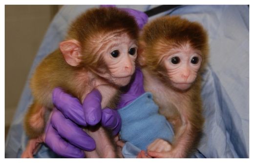Chimeric Primates