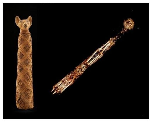 Click to enlarge Mummified cat_1