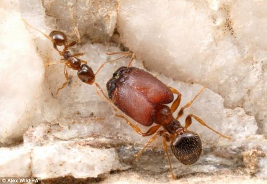 A supersoldier next to a normal ant