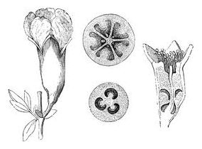 Pomegranate