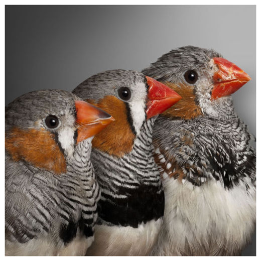 Click to enlarge Finches