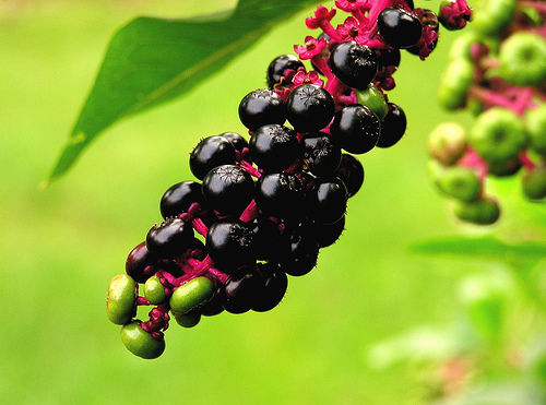 pokeweed berries