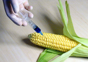 injecting corn w/hypodermic