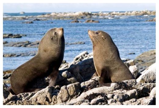 Click to enlarge Seal Deaths