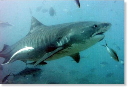 Shark Attack 1