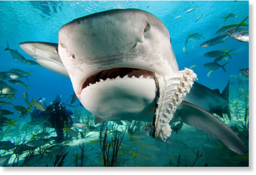 Shark Attack 2