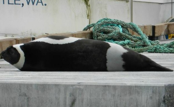 Click to enlarge Ribbon Seal